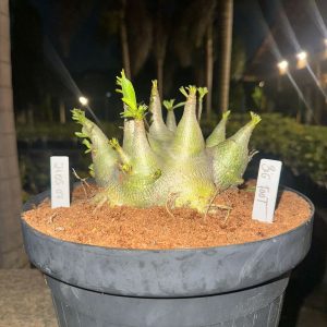 2105 07 Arabicum Big Foot - Adulta