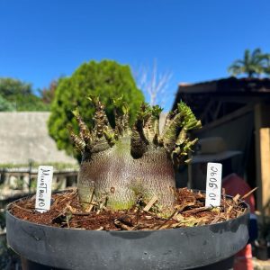 2605 01 Arabicum Minotauro - Adulta