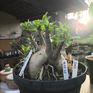 0605 05 Arabicum Zaad enxertado