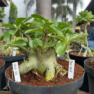 1605 03 Arabicum PBN soco - Adulta