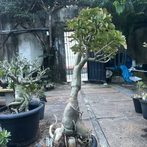 1805 01 Socotra Medusa Enxertado ( leilão )