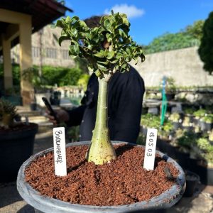 1805 03 Big Caudex Bodhidharma ( Leilão )