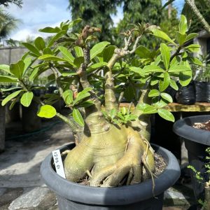 1205 01 Socotra Arabicum enxertada