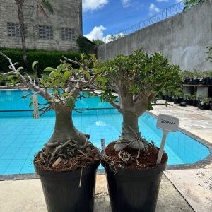 0605 11 Arabicum ? - Adulta