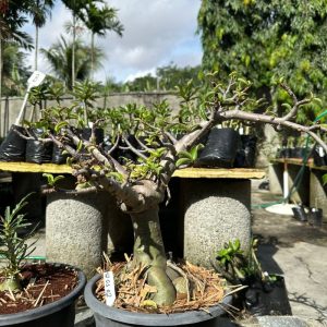 1205 02 Arabicum enxertada