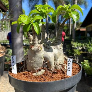 0605 03 Arabicum White rose  Caudex arabicum - Adulta