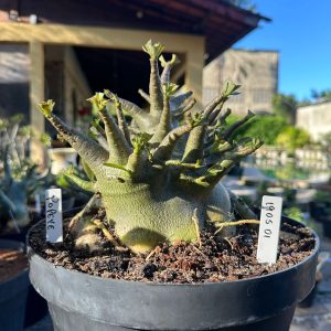 1905 01 Arabicum Popeye - Adulta