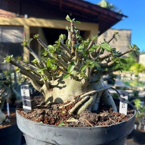 1905 02 Arabicum Dinossaur - Adulta