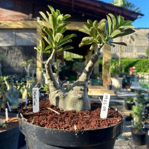 1905 04 Baobá Carnation
