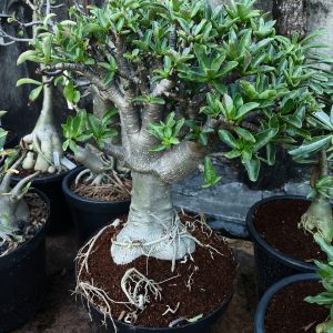 0805 12 Arabicum Bua sila  - Adulta