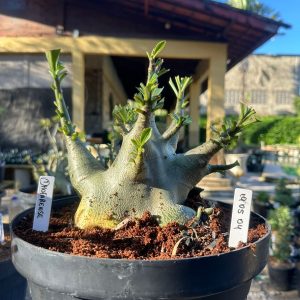 1905 04 Arabicum Dhofarense - Adulta