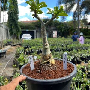 2205 11 Big Caudex Sicília