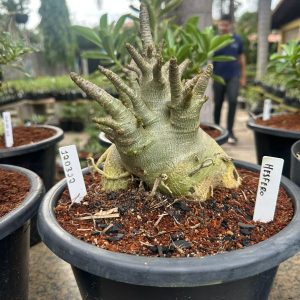 1203 12 Arabicum Hesfero - Adulta