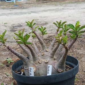 1605 01 Arabicum Caudex Arabicum Tropical  - Adulta ( Leilão )