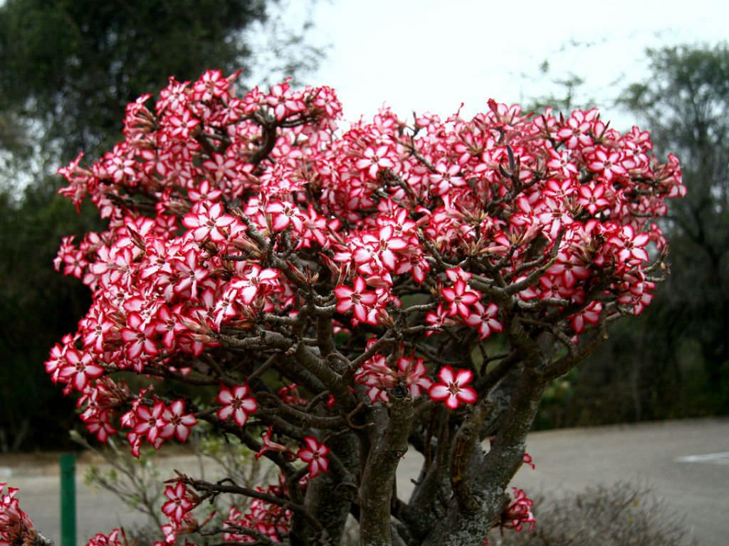 Adenium multiflorum Impala Lily