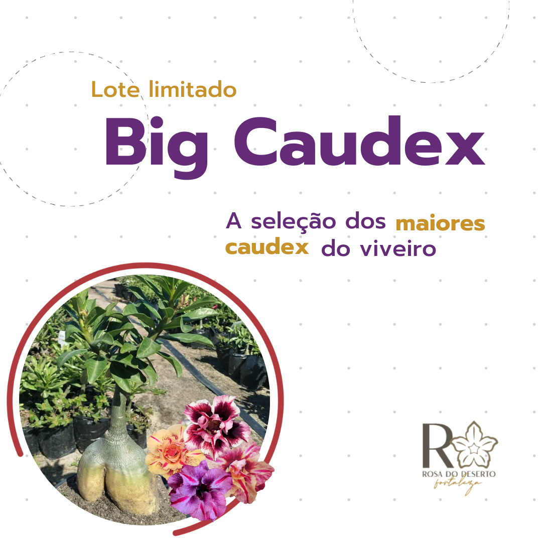 Linha Big Caudex RDF