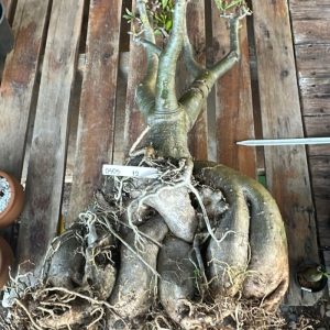 0505 12 Socotra Gigante