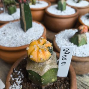 0905 01 Cacto Astrophytum Asterias variegata