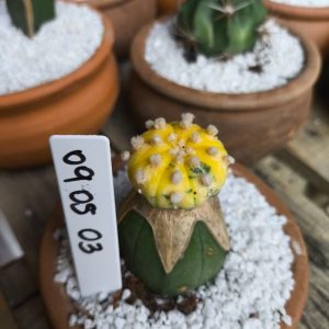 0905 03 Cacto Astrophytum Asterias variegata
