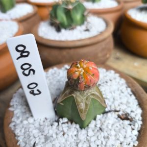 0905 02 Cacto Astrophytum Asterias variegata