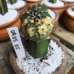 0905 05 Cacto Astrophytum Asterias variegata