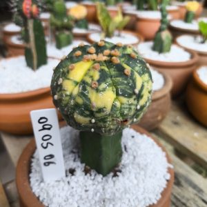0905 06 Cacto Astrophytum Asterias variegata