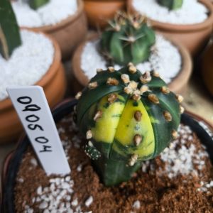 0905 04 Cacto Astrophytum Asterias variegata