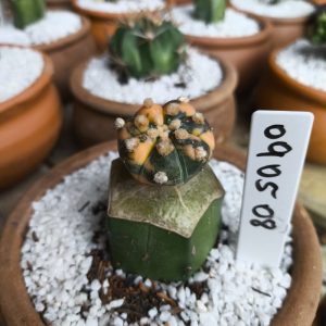 0905 08 Cacto Astrophytum Asterias variegata