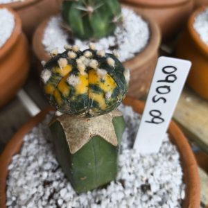 0905 09 Cacto Astrophytum Asterias variegata