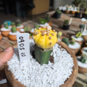 0905 10 Cacto Astrophytum Asterias àurea