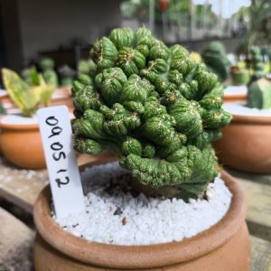 0905 12 Cacto CEREUS PERUVIANUS CRISTATA