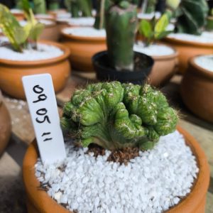 0905 11 Cacto CEREUS PERUVIANUS CRISTATA