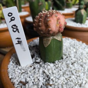 0905 14 Cacto Gymnocalicium Ragonesei