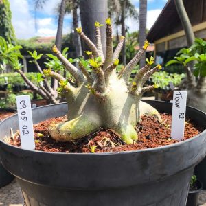 0905 02 Arabicum Tyson - Adulta