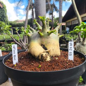 0905 00 Arabicum Optimus prime- Adulta