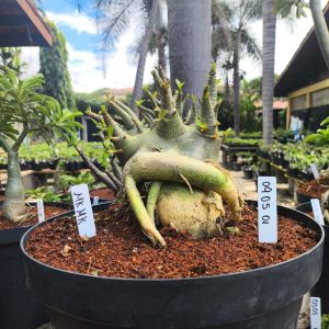 0905 01 Arabicum MK Mk - Adulta