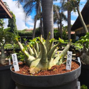 0905 05 Arabicum Big Foot - Adulta