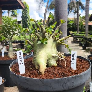 0905 06 Arabicum Torpedo - Adulta