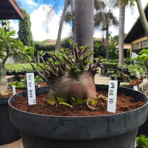 0905 10 Arabicum Fat boy Black  - Adulta