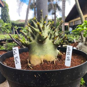 0905 09 Arabicum King Kong - Adulta