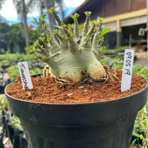 Rosa do Deserto Arabicum Tiranossauro - Adulta - RDF Fortaleza