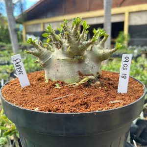 Rosa do Deserto Arabicum Popeye - Adulta - RDF Fortaleza