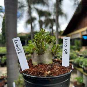 1105 04 Arabicum Leviatã ( Vitrine ) F3