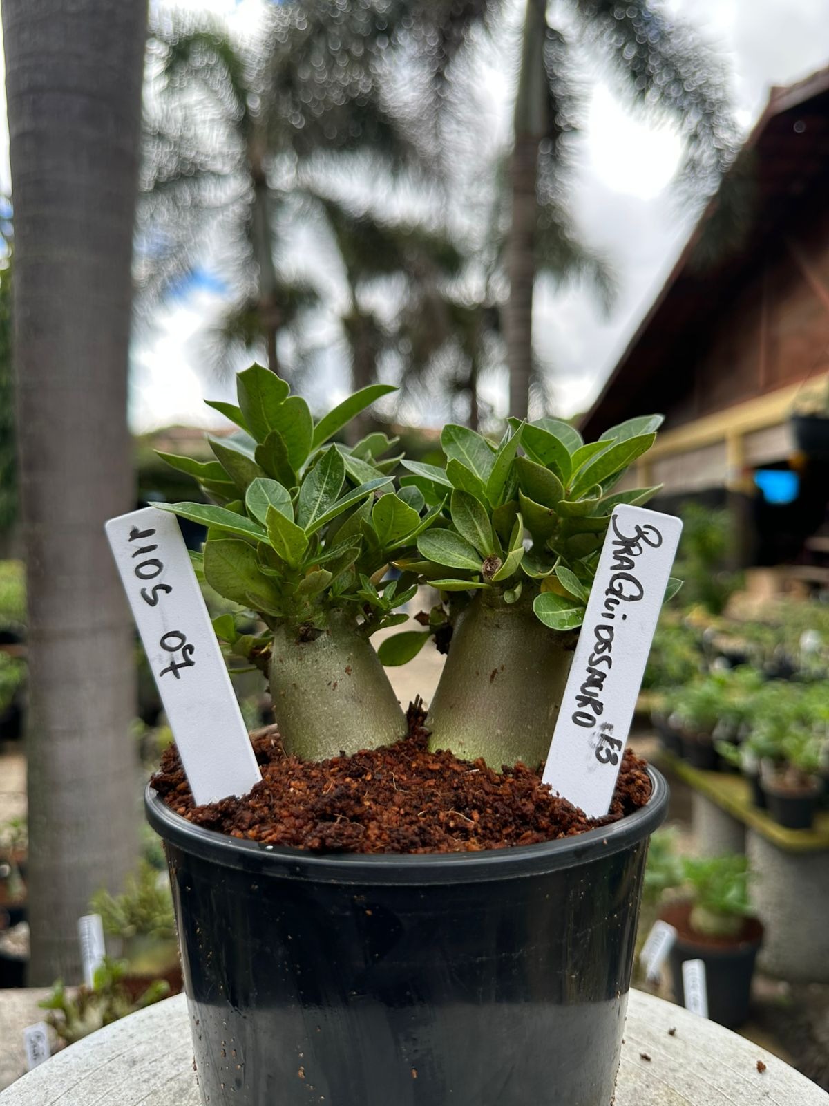 Rosa do Deserto Arabicum Braquiossauro F3 - guia definitivo