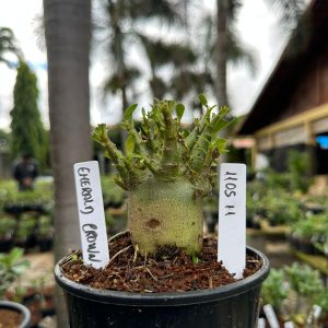 1105 11 Arabicum Emeral crown ( Vitrine ) F3
