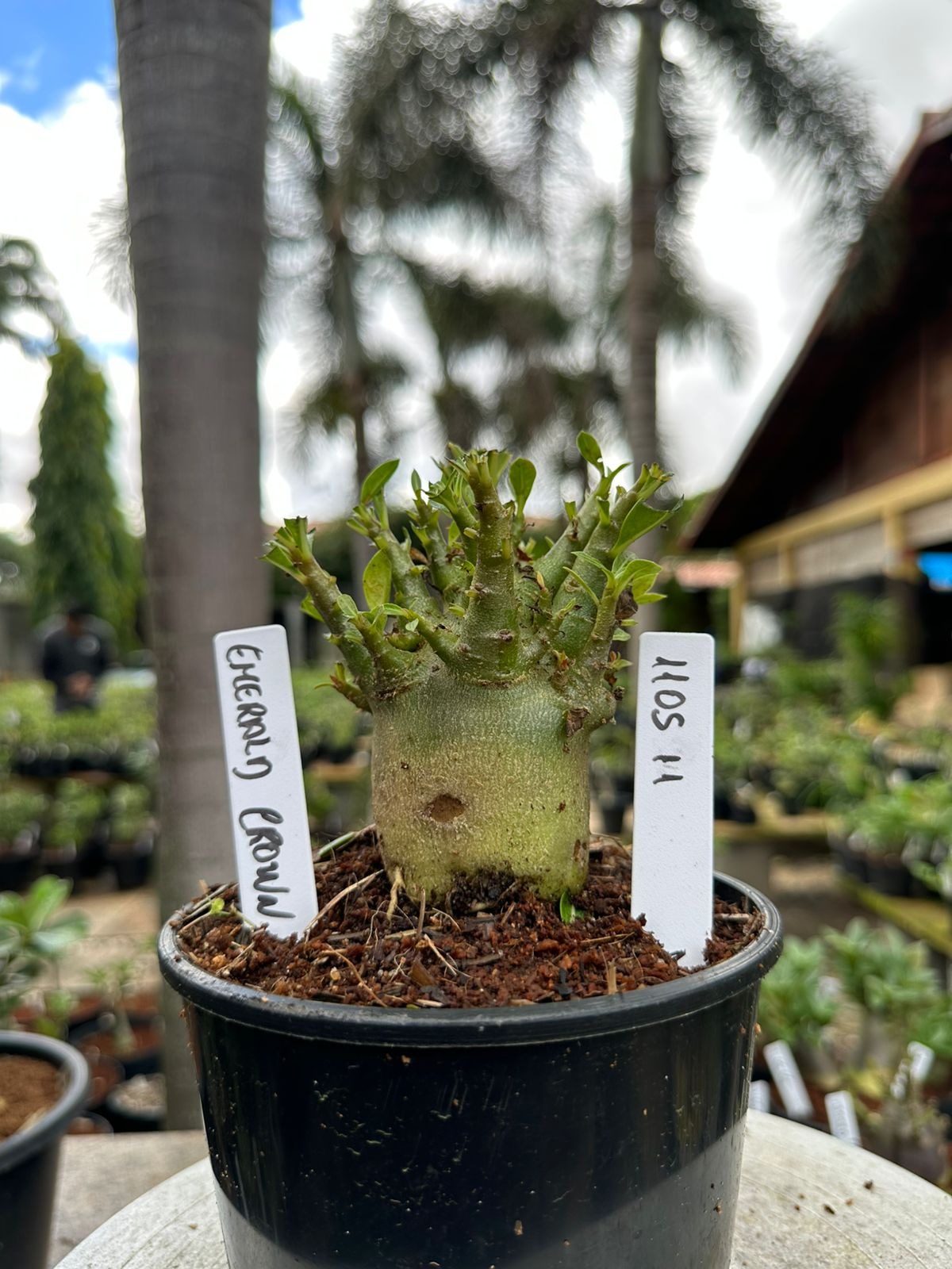 Coleção de diferentes variedades de adenium para comparação