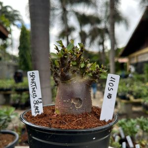 1105 10 Arabicum Spartacus Black ( Vitrine ) F3