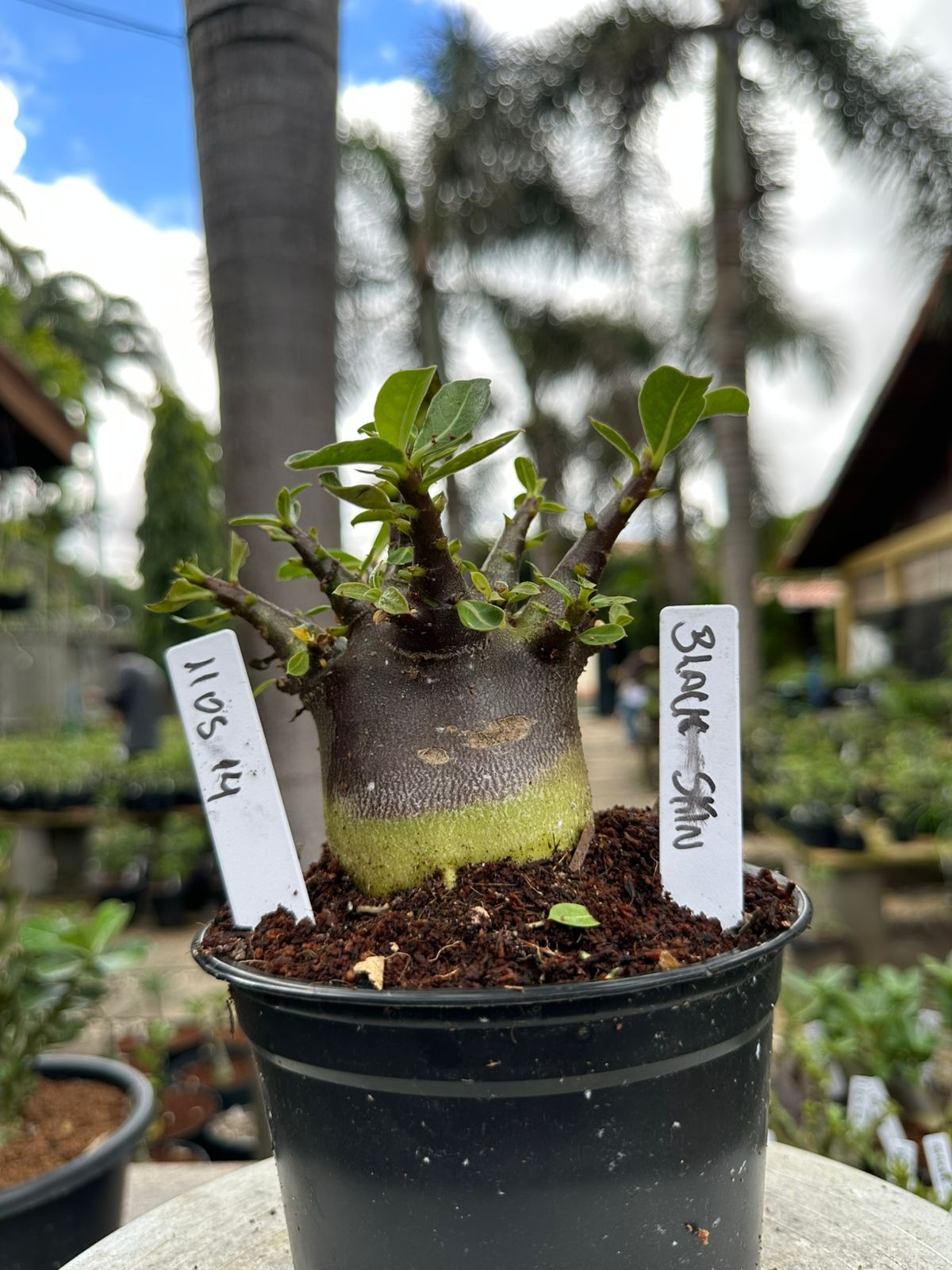 Colecao de rosas do deserto saudaveis