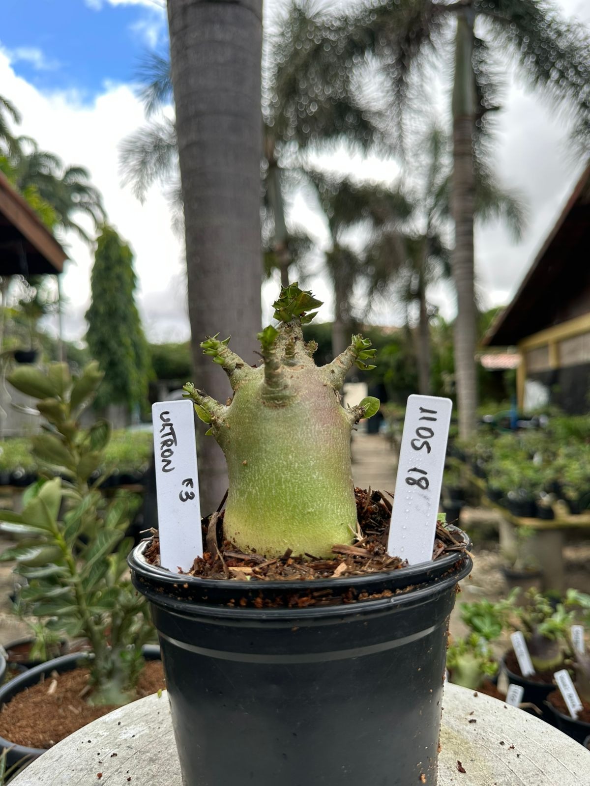 Rosa do Deserto Arabicum Ultron F3 - ouabaína ciência e segurança