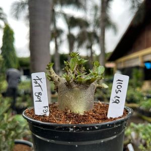 1105 19 Arabicum Fat boy Black ( Vitrine ) F3
